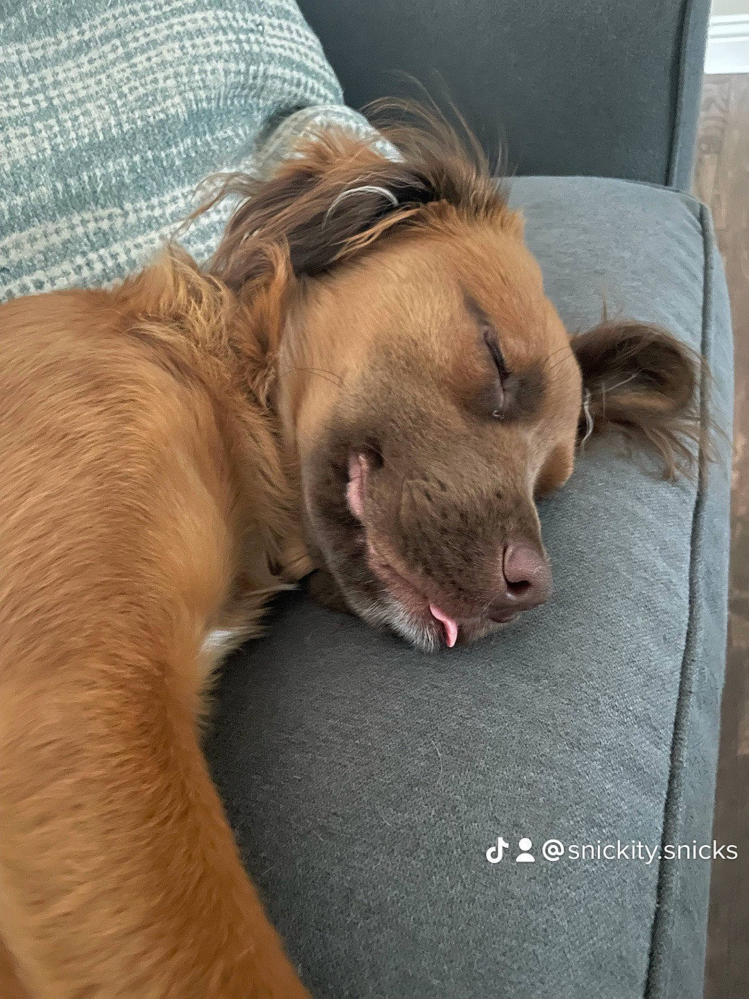 Snickers is registered to the contest to win money with this photo: canidae, carnivore, collar, comfort, companion_dog, dog, dog_breed, eye, fawn, fur, liver, nap, paw, pillow, puppy, snout, sporting_group, whiskers, working_animal, wrinkle