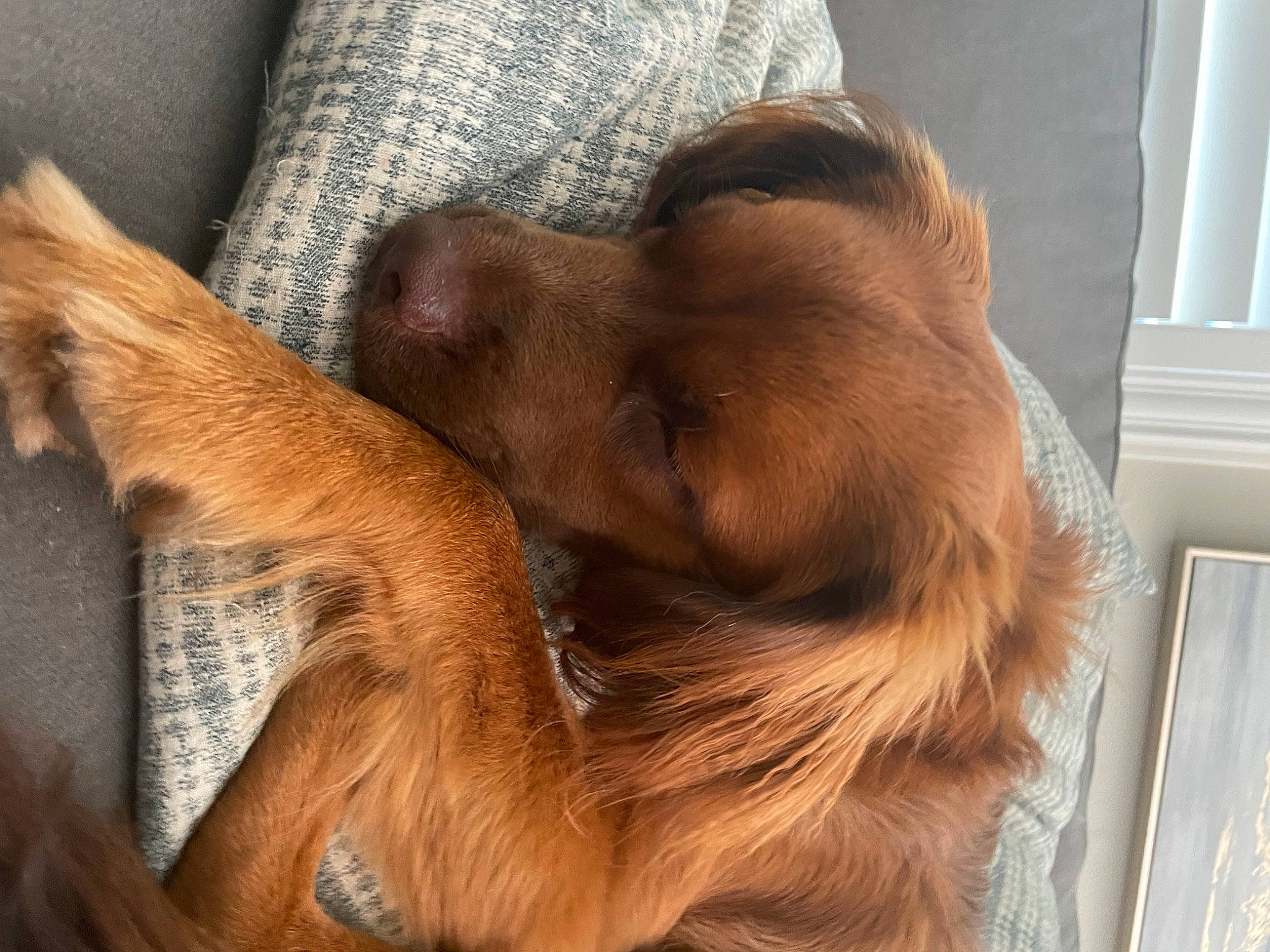 Snickers is registered to the contest to win money with this photo: canidae, carnivore, claw, comfort, companion_dog, dog, dog_breed, ear, fawn, fur, liver, nap, paw, sleep, snout, sporting_group, tail, wall_plate, whiskers, working_animal
