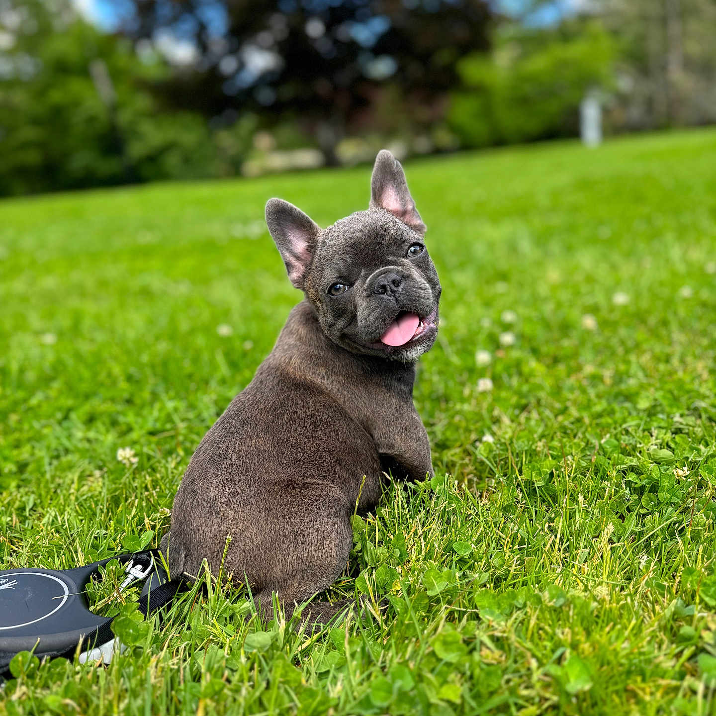 Frankie joined the competition — help win amazing prizes! animal, canine, cute, dog, ears_up, french_bulldog, grass, greenery, happy, leash, nature, outdoor, park, pet, playful, puppy, smiling, sunny_day, tongue_out, young_dog