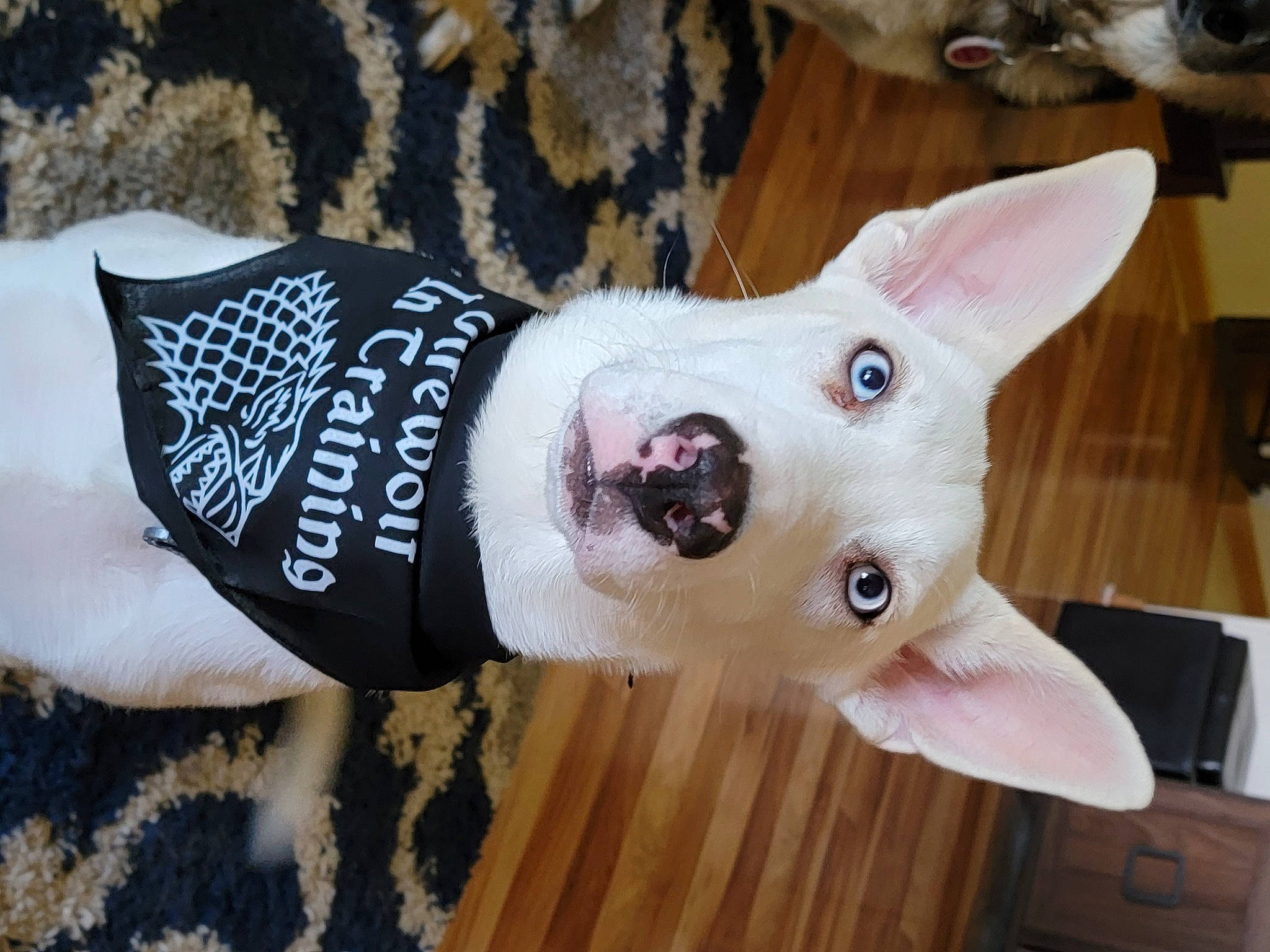 Ice is registered to the contest to win money with this photo: carnivore, collar, companion_dog, dog, dog_breed, dog_clothes, dog_supply, fawn, fur, mammal, party_hat, pattern, pet_supply, snout, tail, terrestrial_animal, vertebrate, whiskers, wood, working_animal