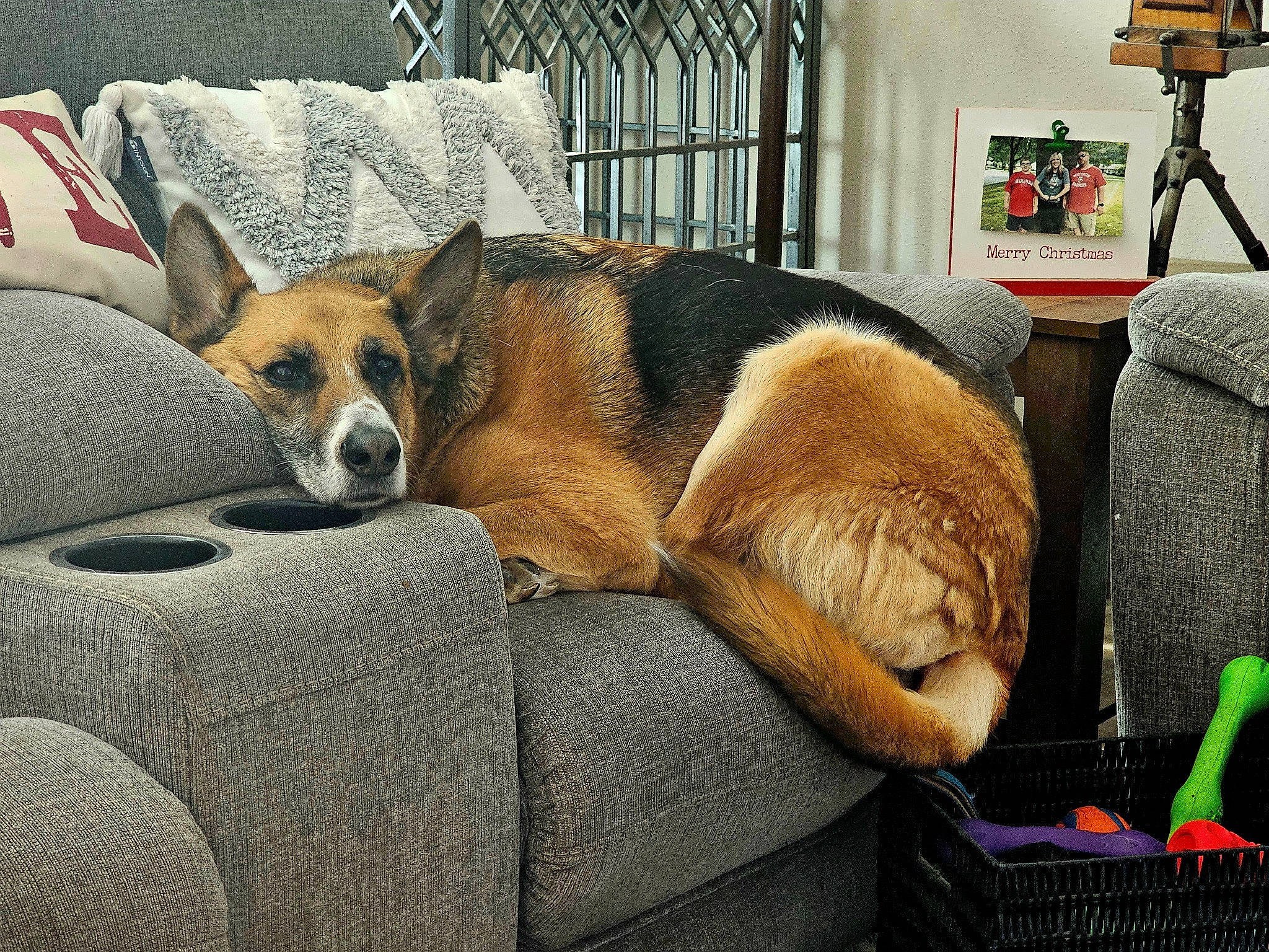 Lucy joined the competition — help win amazing prizes! blanket, canidae, carnivore, comfort, companion_dog, couch, dog, dog_breed, fawn, fur, houseplant, linens, living_room, nap, picture_frame, room, snout, sporting_group, whiskers, window