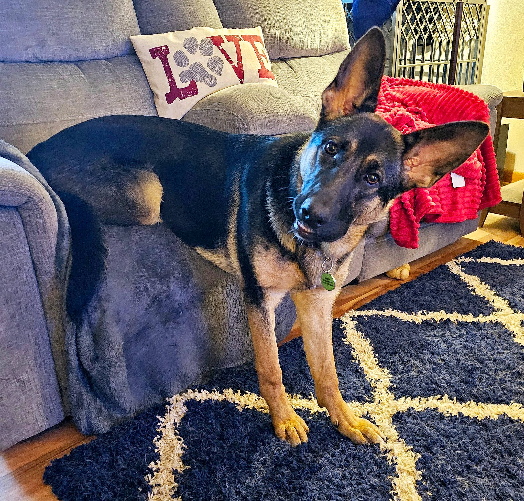 Frankie is registered to the contest to win money with this photo: canidae, carnivore, comfort, companion_dog, couch, dog, dog_breed, dog_supply, electric_blue, flooring, fur, guard_dog, herding_dog, paw, rectangle, snout, sporting_group, square, working_animal, working_dog