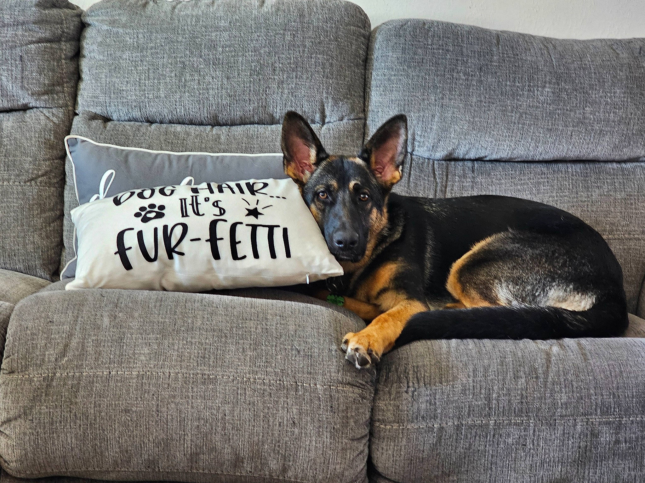 Frankie joined the competition — help win amazing prizes! carnivore, comfort, companion_dog, couch, dog, dog_breed, dog_supply, font, fur, grey, guard_dog, paw, pinscher, prazsky_krysarik, puppy, sporting_group, toy_dog, whiskers, working_animal, working_dog