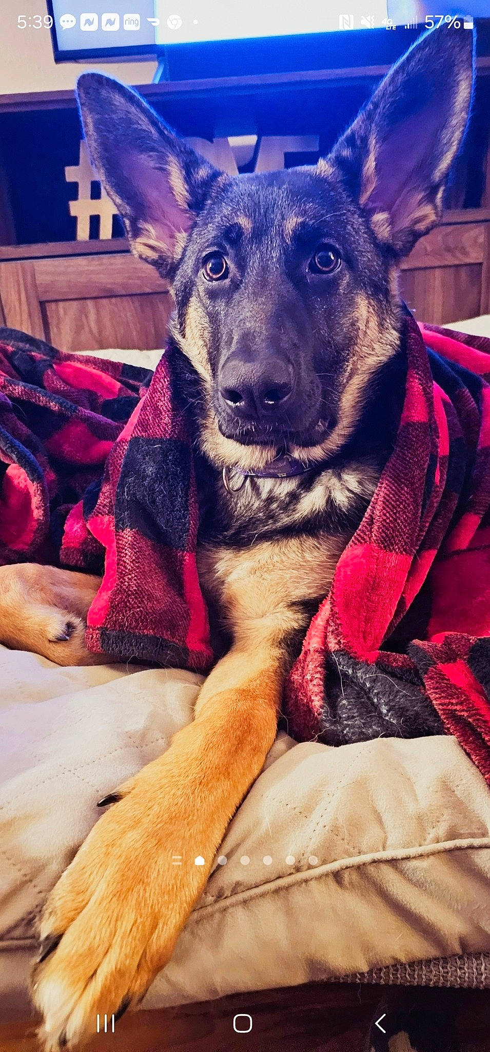 Frankie is registered to the contest to win money with this photo: blue, canidae, carnivore, cloud, comfort, companion_dog, dog, dog_breed, ear, electric_blue, fawn, fur, guard_dog, linens, magenta, selfie, sporting_group, square, whiskers, working_animal