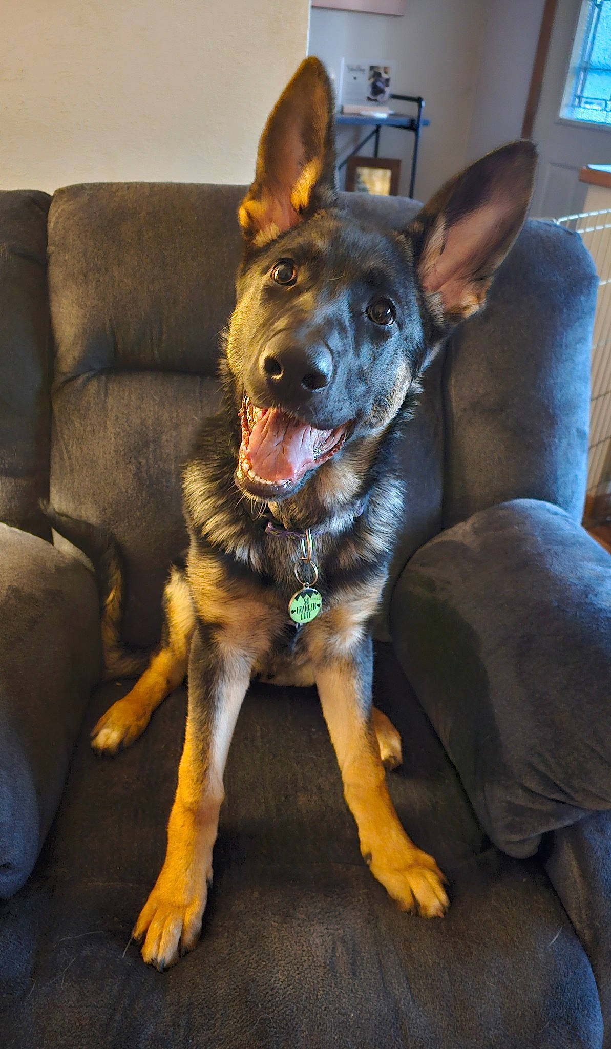 Frankie joined the competition — help win amazing prizes! canidae, carnivore, collar, companion_dog, couch, dog, dog_breed, dog_collar, ear, fawn, fur, german_shepherd_dog, guard_dog, paw, picture_frame, snout, sporting_group, whiskers, working_animal, working_dog