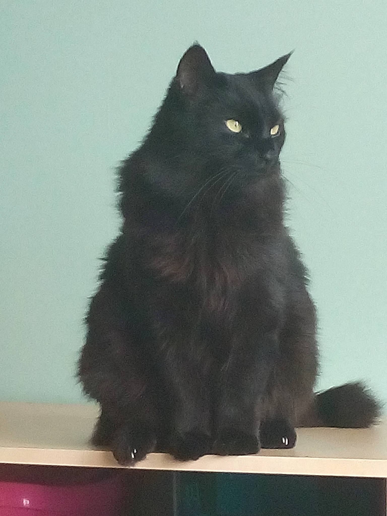 Mikado participe au concours pour gagner de l'argent avec cette photo : black_cat, bombay, carnivore, cat, claw, domestic_short_haired_cat, felidae, fur, grey, paw, small_to_medium_sized_cats, snout, tail, terrestrial_animal, whiskers, window