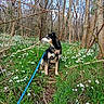 Marius a rejoint le concours — aidez-le/la à gagner de superbes lots ! blue_leash, canine, dog, flowers, forest, grass, harness, leash, mud, nature, outdoors, path, pet, portrait, sitting, small_dog, snowdrops, spring, trees, woodland