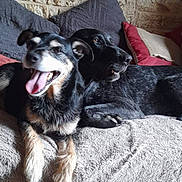 Marius a rejoint le concours — aidez-le/la à gagner de superbes lots ! black_dog, blanket, companionship, couch, dog, dogs, fur, happy, indoor, large_dog, living_room, mixed_breed, panting, pet, pillow, relaxed, small_dog, smile, snuggle, tongue_out