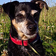 Marius participe au concours pour gagner de l'argent avec cette photo : dog, close_up, outdoor, grass, wildflowers, collar, black_fur, brown_fur, nature, pet, animal, sunlight, field, portrait, ears, snout, whiskers, daytime, canine, flora