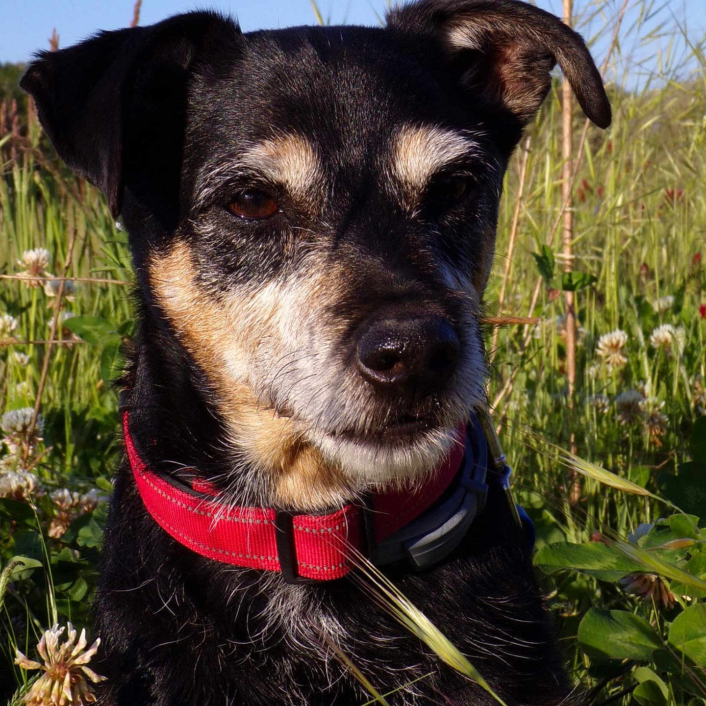 Marius participe au concours pour gagner de l'argent avec cette photo : animal, black_fur, brown_fur, canine, close_up, collar, daytime, dog, ears, field, flora, grass, nature, outdoor, pet, portrait, snout, sunlight, whiskers, wildflowers