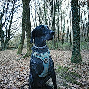 Earl participe au concours pour gagner de l'argent avec cette photo : attentive, autumn, bark, black_dog, canine, dog, fall, forest, ground_cover, harness, leash, leaves, moss, nature, outdoors, portrait, scenic, sitting, trees, woodland