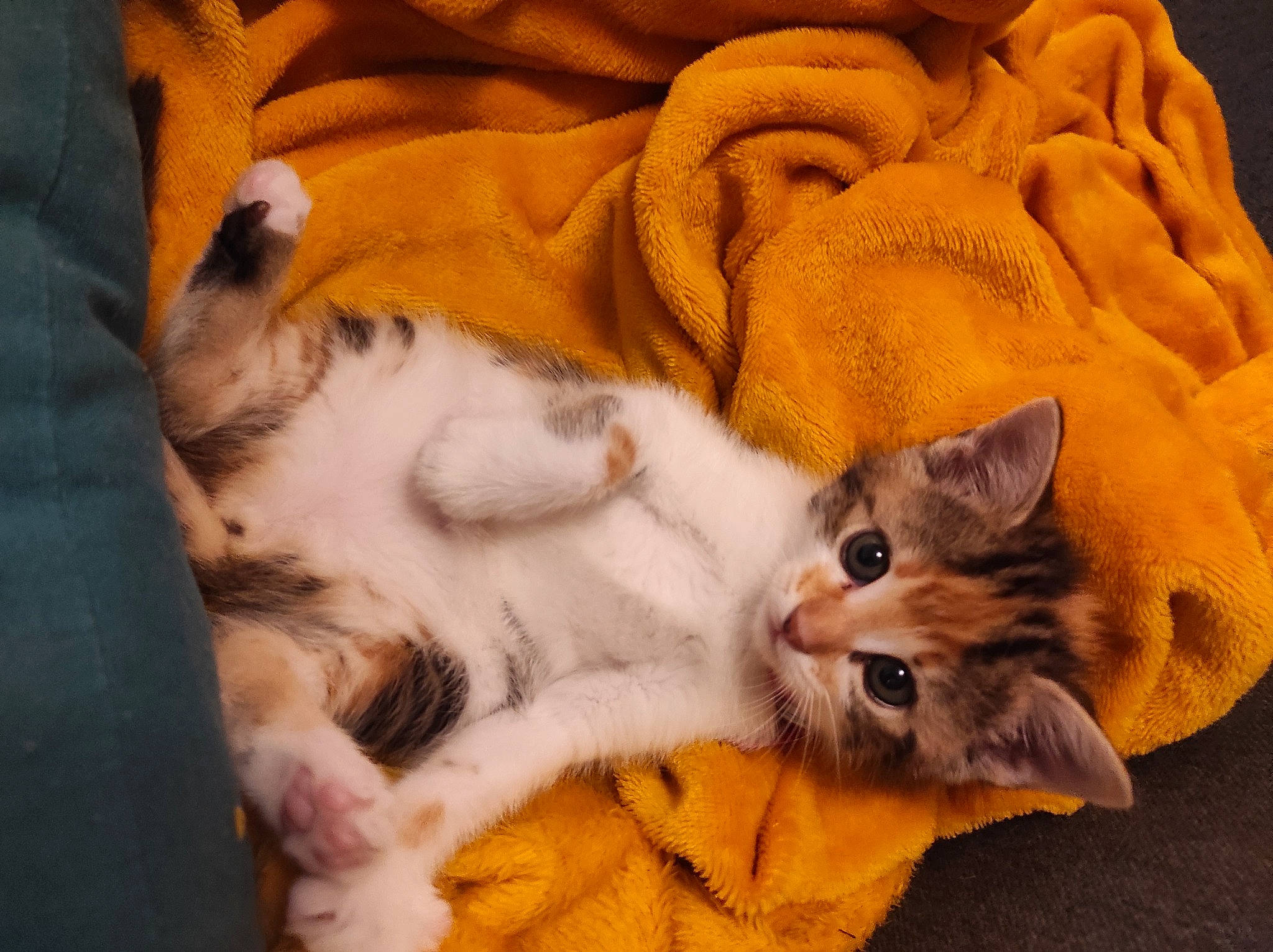 Nya participe au concours pour gagner de l'argent avec cette photo : bed, blanket, carnivore, cat, cat_bed, claw, comfort, domestic_short_haired_cat, eye, fawn, felidae, fur, linens, nap, paw, small_to_medium_sized_cats, snout, tail, textile, whiskers