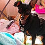 dog, small_dog, black_dog, tan_dog, pet, indoor, blanket, harness, alert, standing, animal, cute, fur, ears, paws, household, cluttered_background, soft_lighting, closeup, companion
