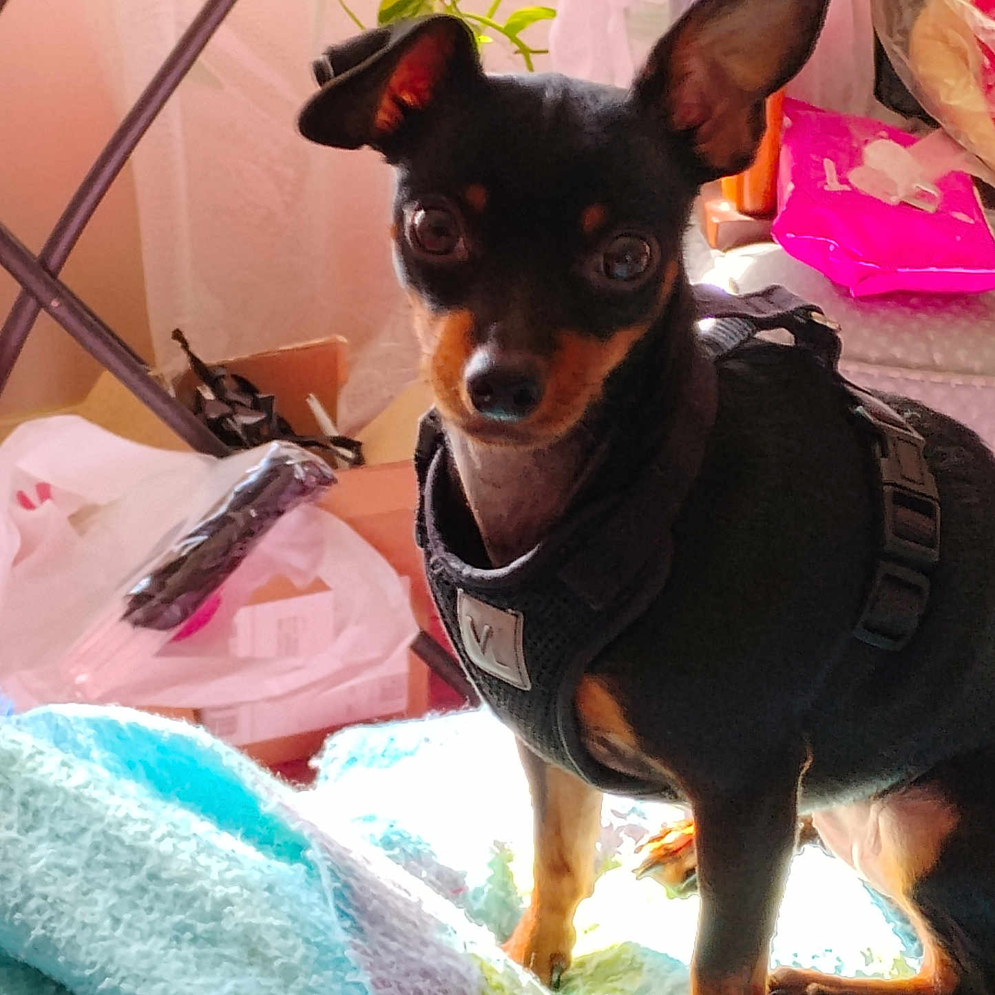 Chloe joined the competition — help win amazing prizes! alert, animal, black_dog, blanket, closeup, cluttered_background, companion, cute, dog, ears, fur, harness, household, indoor, paws, pet, small_dog, soft_lighting, standing, tan_dog