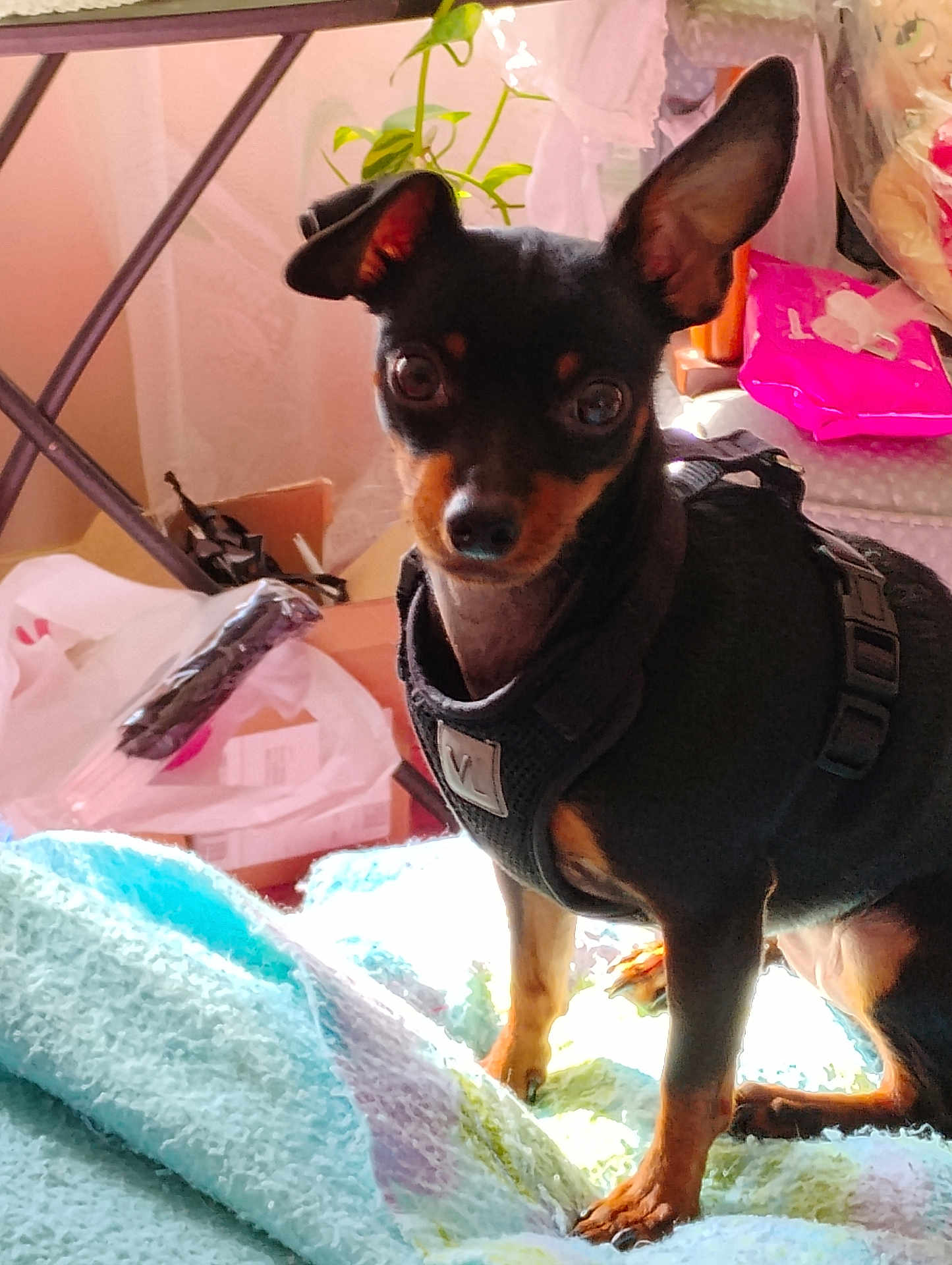Chloe