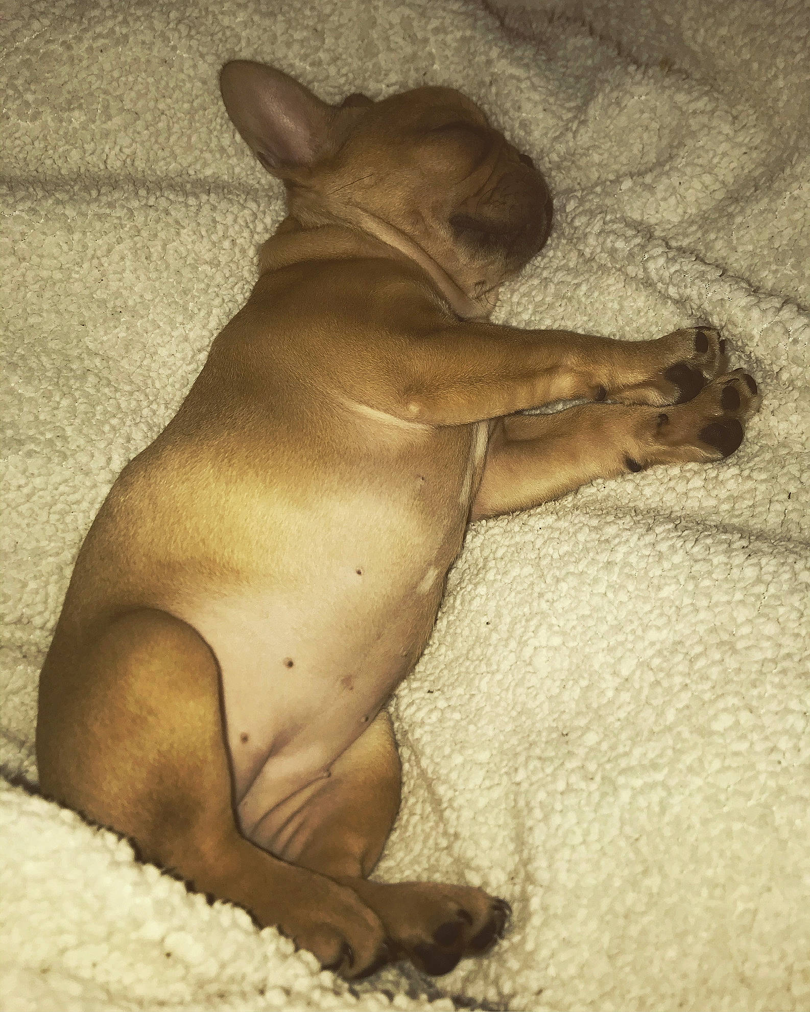 Pancake participe au concours pour gagner de l'argent avec cette photo : canidae, carnivore, dog, dog_breed, fawn, french_bulldog, mammal, non_sporting_group, puppy, snout, sporting_group, toy_dog