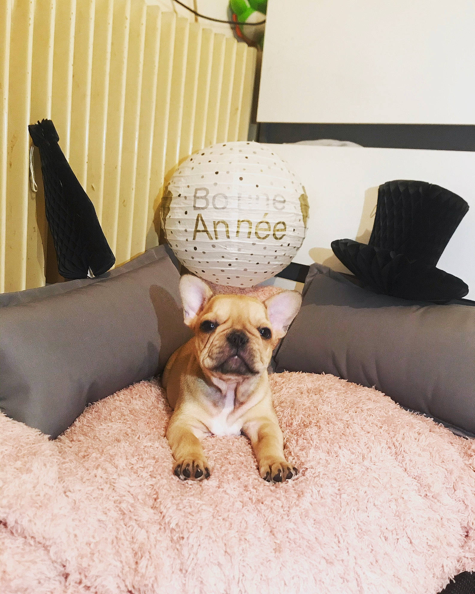 Pancake a rejoint le concours — aidez-le/la à gagner de superbes lots ! bulldog, canidae, carnivore, companion_dog, dog, dog_breed, fawn, french_bulldog, hat, linens, mammal, non_sporting_group, old_english_bulldog, puppy, puppy_love, room, snout, toy_bulldog, toy_dog, vertebrate