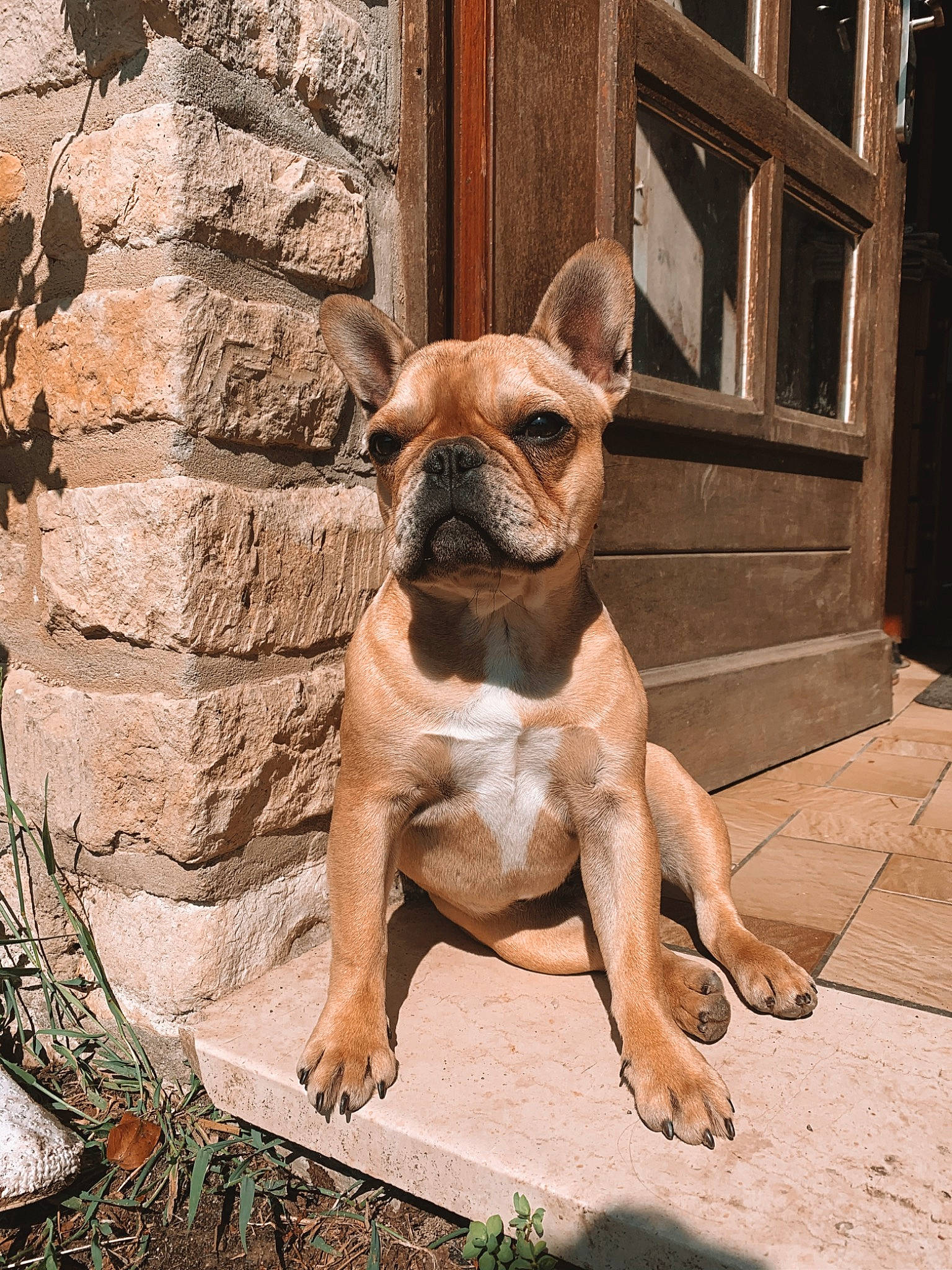 Pancake participe au concours pour gagner de l'argent avec cette photo : ancient_dog_breeds, bulldog, canidae, carnivore, companion_dog, dog, dog_breed, fawn, french_bulldog, mammal, molosser, non_sporting_group, olde_english_bulldogge, perro_de_presa_mallorquin, rare_breed_dog, snout, vertebrate