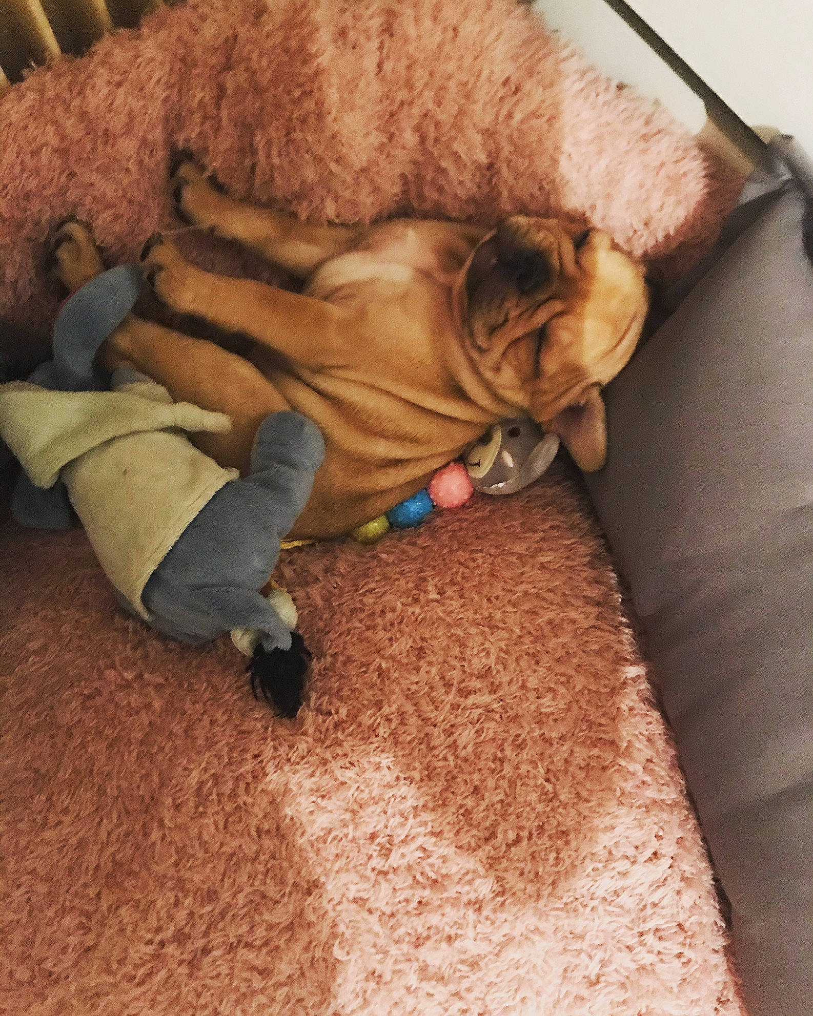 Pancake participe au concours pour gagner de l'argent avec cette photo : canidae, carnivore, companion_dog, dog, dog_breed, fawn, fur, nap, non_sporting_group, paw, pug, puppy, shar_pei, sleep, snout