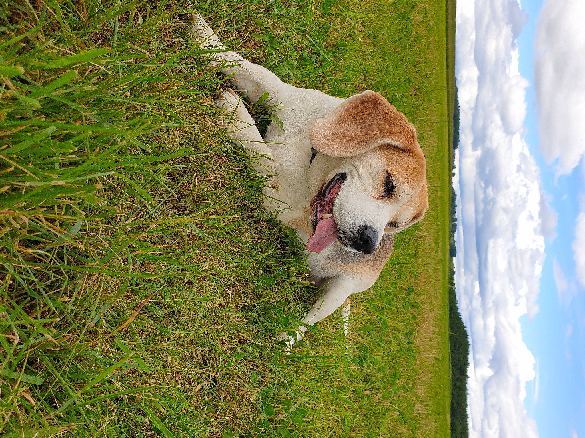 Smaug a rejoint le concours — aidez-le/la à gagner de superbes lots ! canidae, carnivore, cloud, collar, companion_dog, cumulus, dog, dog_breed, fawn, grass, grassland, groundcover, hunting_dog, non_sporting_group, plant, puppy, sky, sporting_group, tail