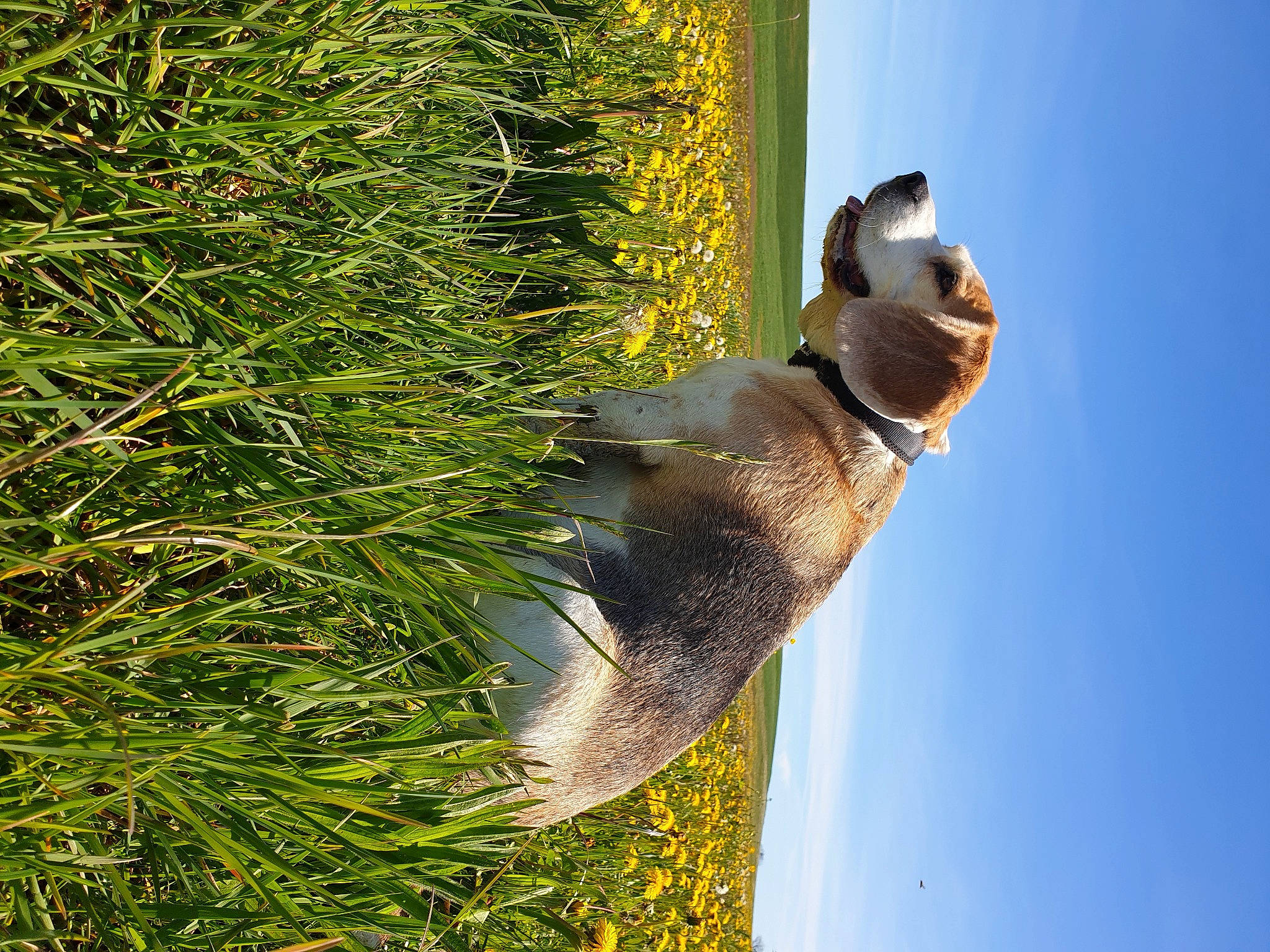 Smaug a rejoint le concours — aidez-le/la à gagner de superbes lots ! beak, canidae, carnivore, dog, evergreen, fawn, flower, grass, people_in_nature, plant, shadow, shrub, sky, sporting_group, tail, terrestrial_animal, terrestrial_plant, tree, trunk, wildlife