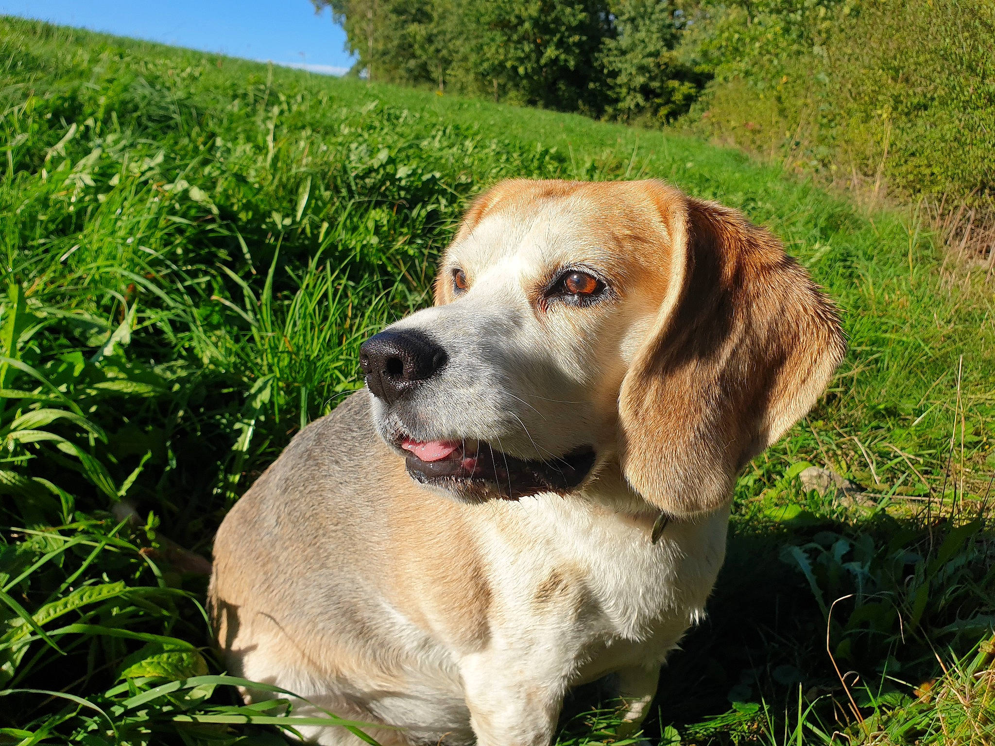 Smaug a rejoint le concours — aidez-le/la à gagner de superbes lots ! canidae, carnivore, collar, companion_dog, dog, dog_breed, fawn, grass, grassland, gun_dog, natural_landscape, plant, prairie, sky, snout, sporting_group, terrestrial_animal, terrestrial_plant, whiskers, working_animal