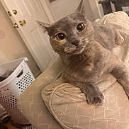 Lady is registered to the contest to win money with this photo: cat, gray_cat, pet, indoor, cushion, furniture, laundry_basket, door, wooden_floor, curious, wide_eyes, relaxed, animal, mammal, whiskers, ears, paw, home, cozy, soft_lighting