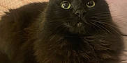 Binx is registered to the contest to win money with this photo: cat, black_cat, fluffy, pet, animal, indoor, cozy, blanket, pillow, fur, whiskers, relaxed, cute, domestic_cat, feline, closeup, face, resting, soft, comfort