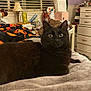 Binx is registered to the contest to win money with this photo: black_cat, cat, pet, animal, bed, blanket, lamp, books, indoor, furniture, cozy, curious, lying_down, fur, whiskers, eyes, bedroom, household_items, resting, domestic_animal