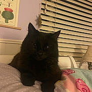 Binx joined the competition — help win amazing prizes! cat, black_cat, bed, blanket, pillow, lamp, window_blinds, poster, flower_pattern, polka_dots, indoor, pet, feline, cozy, resting, fur, animal, cute, home, relaxed
