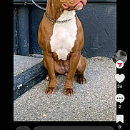 Arya a rejoint le concours — aidez-le/la à gagner de superbes lots ! dog, brown_dog, white_chest, sitting, concrete, outdoor, chain_collar, leash, wall, urban, pet, canine, side_view, alert, animal, mammal, portrait, social_media, screenshot, technology