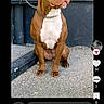 dog, brown_dog, white_chest, sitting, concrete, outdoor, chain_collar, leash, wall, urban, pet, canine, side_view, alert, animal, mammal, portrait, social_media, screenshot, technology