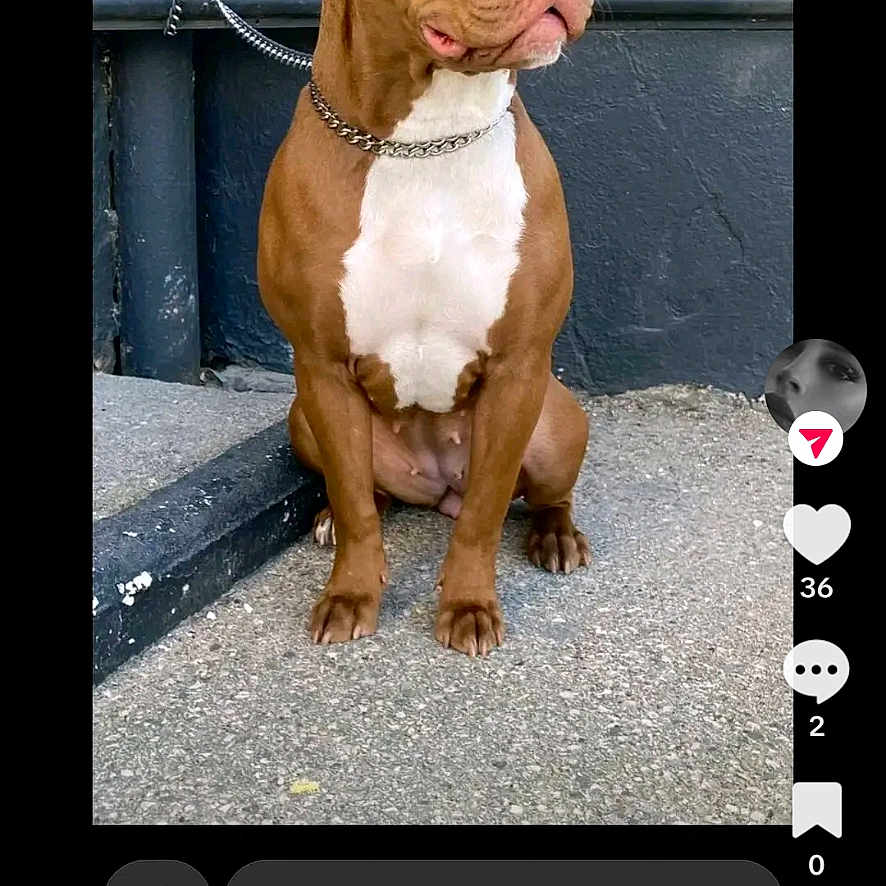 Arya