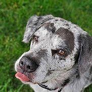 Jake is registered to the contest to win money with this photo: dog, close_up, tongue_out, speckled_fur, brown_eyes, outdoor, grass, pet, canine, cute, playful, animal, portrait, fur, ears, collar, nature, friendly, domestic_animal, expression