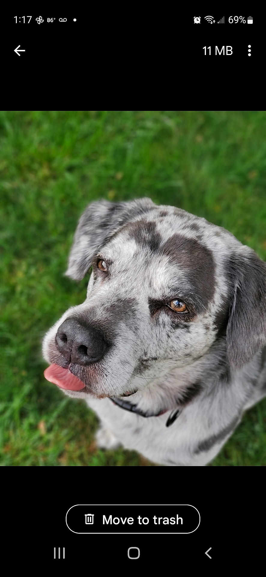 Jake is registered to the contest to win money with this photo: dog, close_up, tongue_out, speckled_fur, brown_eyes, outdoor, grass, pet, canine, cute, playful, animal, portrait, fur, ears, collar, nature, friendly, domestic_animal, expression