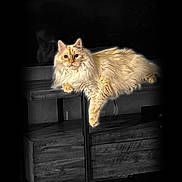 Billy joined the competition — help win amazing prizes! cat, fluffy, cream_colored, furniture, wood, indoor, relaxed, pet, animal, paw, lounging, domestic_cat, long_hair, cute, portrait, resting, mammal, feline, cozy, dark_background