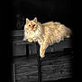 cat, fluffy, cream_colored, furniture, wood, indoor, relaxed, pet, animal, paw, lounging, domestic_cat, long_hair, cute, portrait, resting, mammal, feline, cozy, dark_background