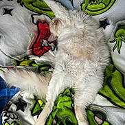 Hauser joined the competition — help win amazing prizes! animal, blanket, cat, christmas, cozy, cream_colored, cute, feline, fluffy, fur, grinch, holiday, indoor, patterned_blanket, paw, pet, relaxed, resting, sleeping, soft