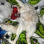animal, blanket, cat, christmas, cozy, cream_colored, cute, feline, fluffy, fur, grinch, holiday, indoor, patterned_blanket, paw, pet, relaxed, resting, sleeping, soft