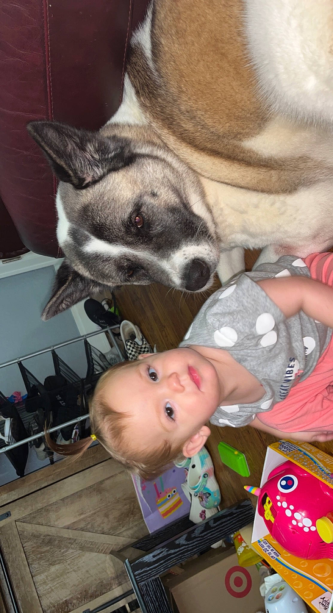 Helena is registered to the contest to win money with this photo: baby, carnivore, child, comfort, companion_dog, dog, dog_breed, ear, fawn, fur, head, mammal, nose, organ, person, smile, snout, sporting_group, toddler, vertebrate