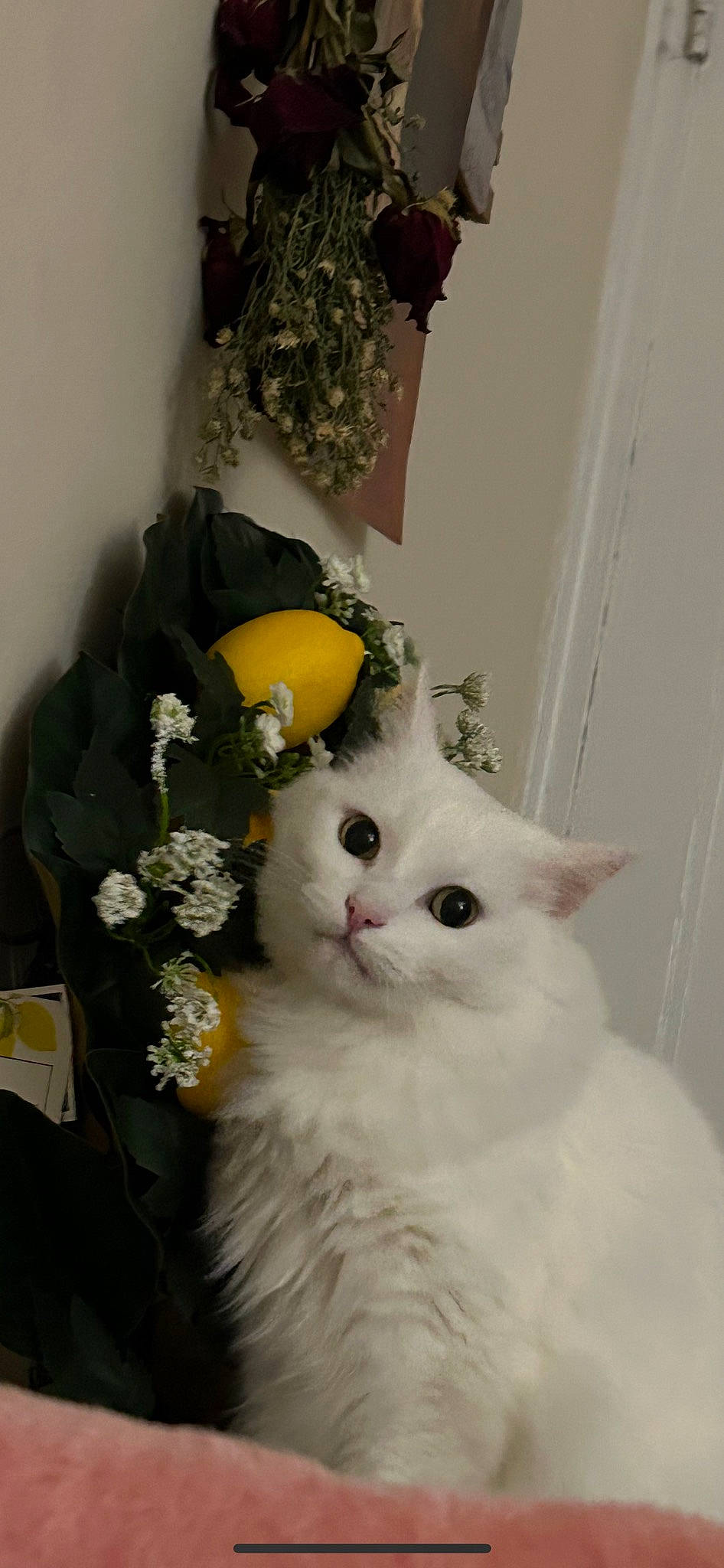 Annabelle joined the competition — help win amazing prizes! carnivore, cat, comfort, cut_flowers, felidae, flower, fur, paw, small_to_medium_sized_cats, tail, whiskers