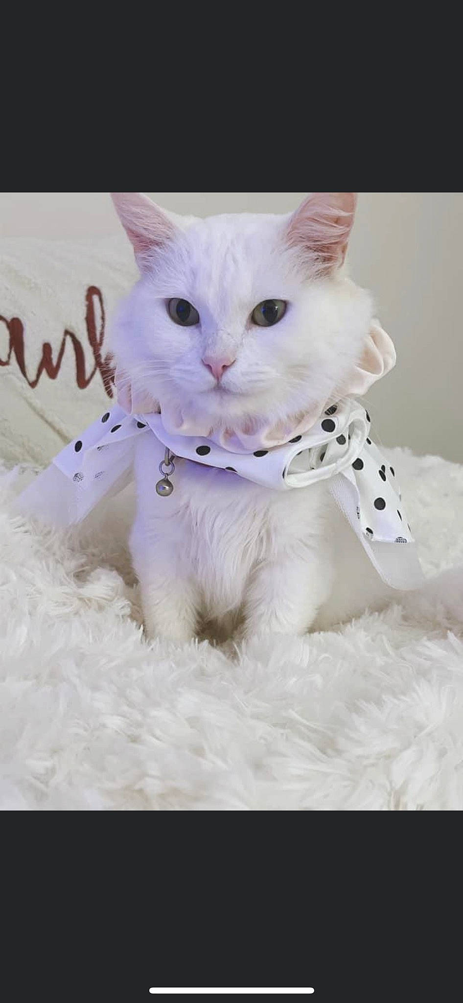 Annabelle joined the competition — help win amazing prizes! art, carnivore, cat, felidae, font, fur, paw, small_to_medium_sized_cats, tail, whiskers