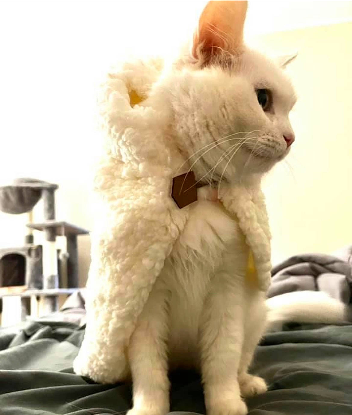 Annabelle joined the competition — help win amazing prizes! carnivore, cat, claw, comfort, domestic_short_haired_cat, ear, fawn, felidae, fur, paw, small_to_medium_sized_cats, snout, tail, terrestrial_animal, toy, whiskers