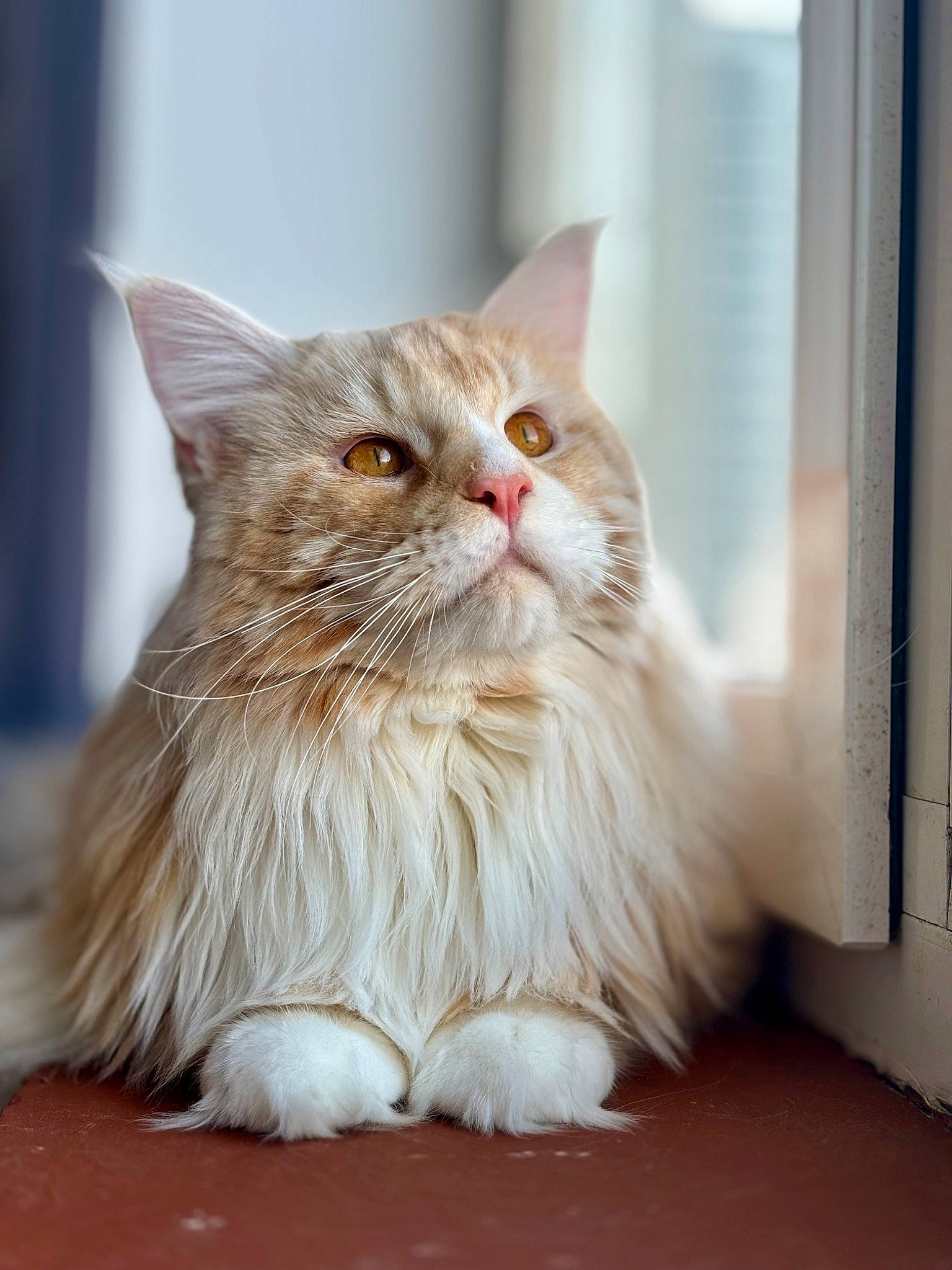 Olaf a rejoint le concours — aidez-le/la à gagner de superbes lots ! art, british_longhair, carnivore, cat, comfort, fawn, felidae, flooring, fur, hardwood, maine_coon, persian, sitting, small_to_medium_sized_cats, snout, whiskers, window, wood