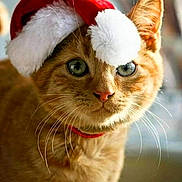 Cassonade a rejoint le concours — aidez-le/la à gagner de superbes lots ! adorable, animal, cat, christmas, close_up, cute, feline, festive, fur, green_eyes, holiday, indoor, mammal, orange_tabby, pet, portrait, red_collar, santa_hat, soft_light, whiskers