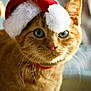 adorable, animal, cat, christmas, close_up, cute, feline, festive, fur, green_eyes, holiday, indoor, mammal, orange_tabby, pet, portrait, red_collar, santa_hat, soft_light, whiskers