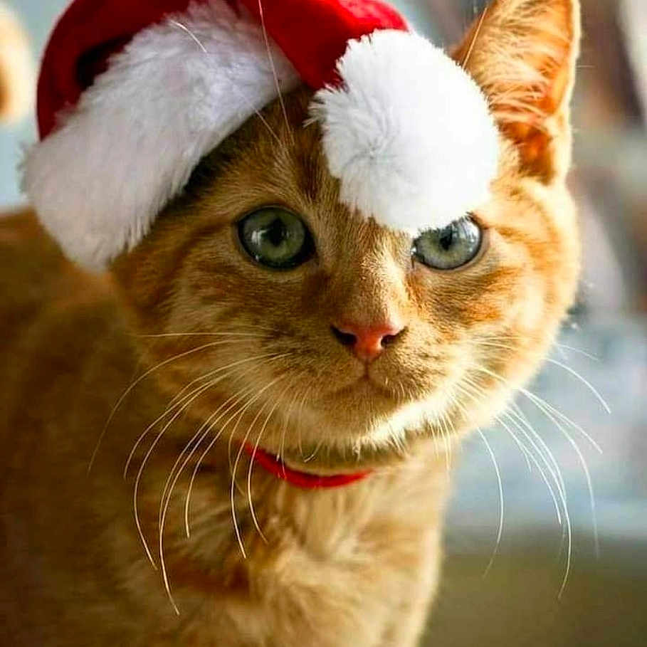 Cassonade a rejoint le concours — aidez-le/la à gagner de superbes lots ! adorable, animal, cat, christmas, close_up, cute, feline, festive, fur, green_eyes, holiday, indoor, mammal, orange_tabby, pet, portrait, red_collar, santa_hat, soft_light, whiskers