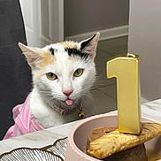 Ruby is registered to the contest to win money with this photo: bell, birthday_candle, cake, calico_cat, cat, celebration, chair, collar, domestic_animal, food, funny_expression, fur, indoor, number_one, pet, pink_clothing, plate, table, tongue_out, white_cat
