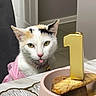 bell, birthday_candle, cake, calico_cat, cat, celebration, chair, collar, domestic_animal, food, funny_expression, fur, indoor, number_one, pet, pink_clothing, plate, table, tongue_out, white_cat