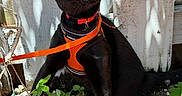 Odin joined the competition — help win amazing prizes! black_cat, cat, pet, animal, outdoor, leash, harness, greenery, plants, sunlight, wooden_fence, curious, sitting, ears_up, whiskers, yellow_eyes, nature, garden, small_animal, domestic_cat
